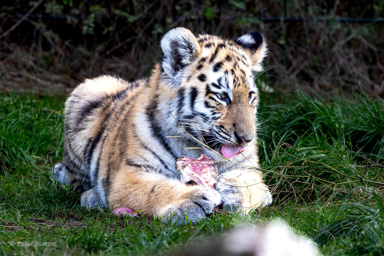 18-10-2025 Safaripark Beekse Bergen (Kaatsheuvel)