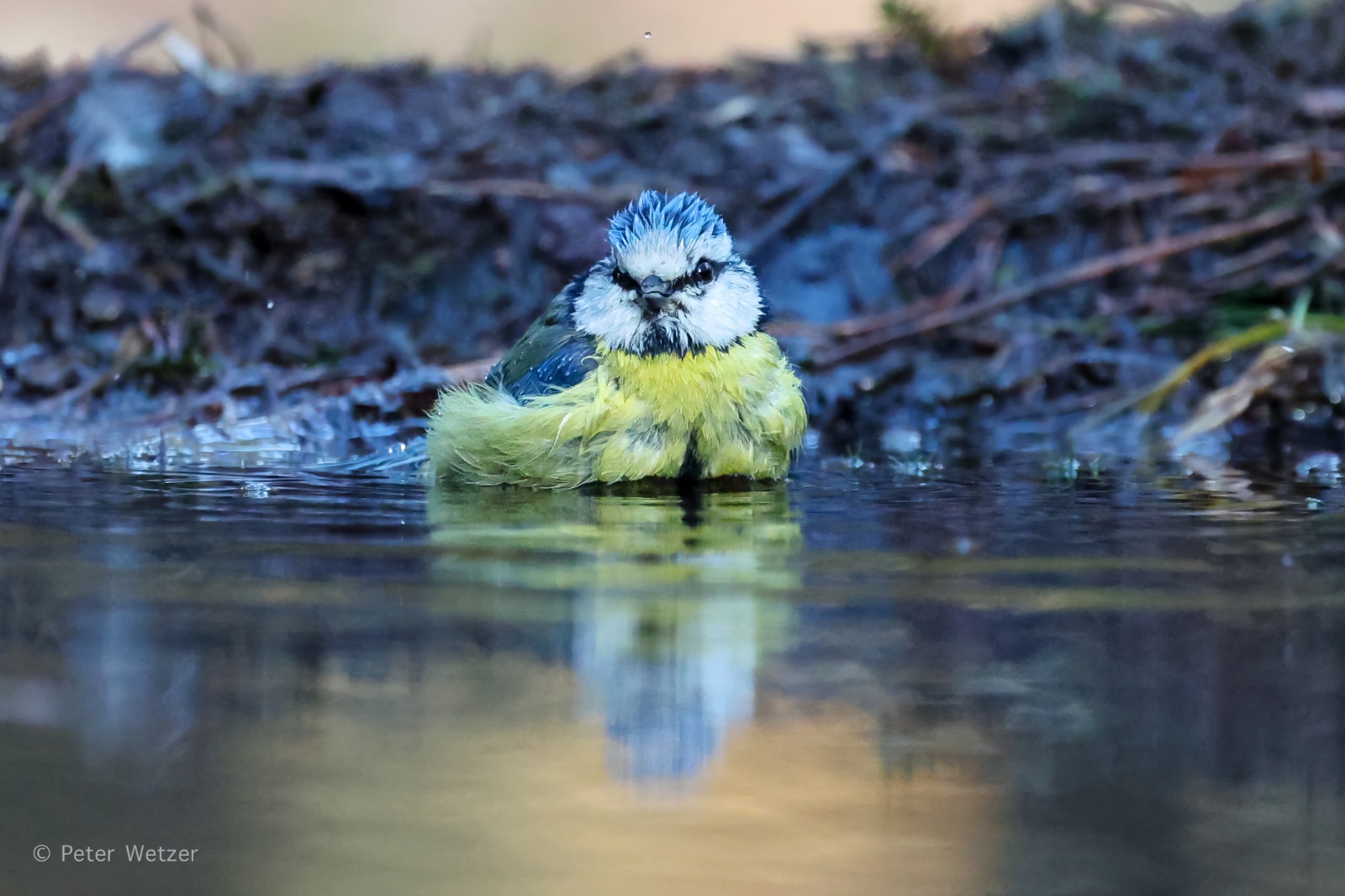 18-01-2026 Bossen Kalmthout (België)