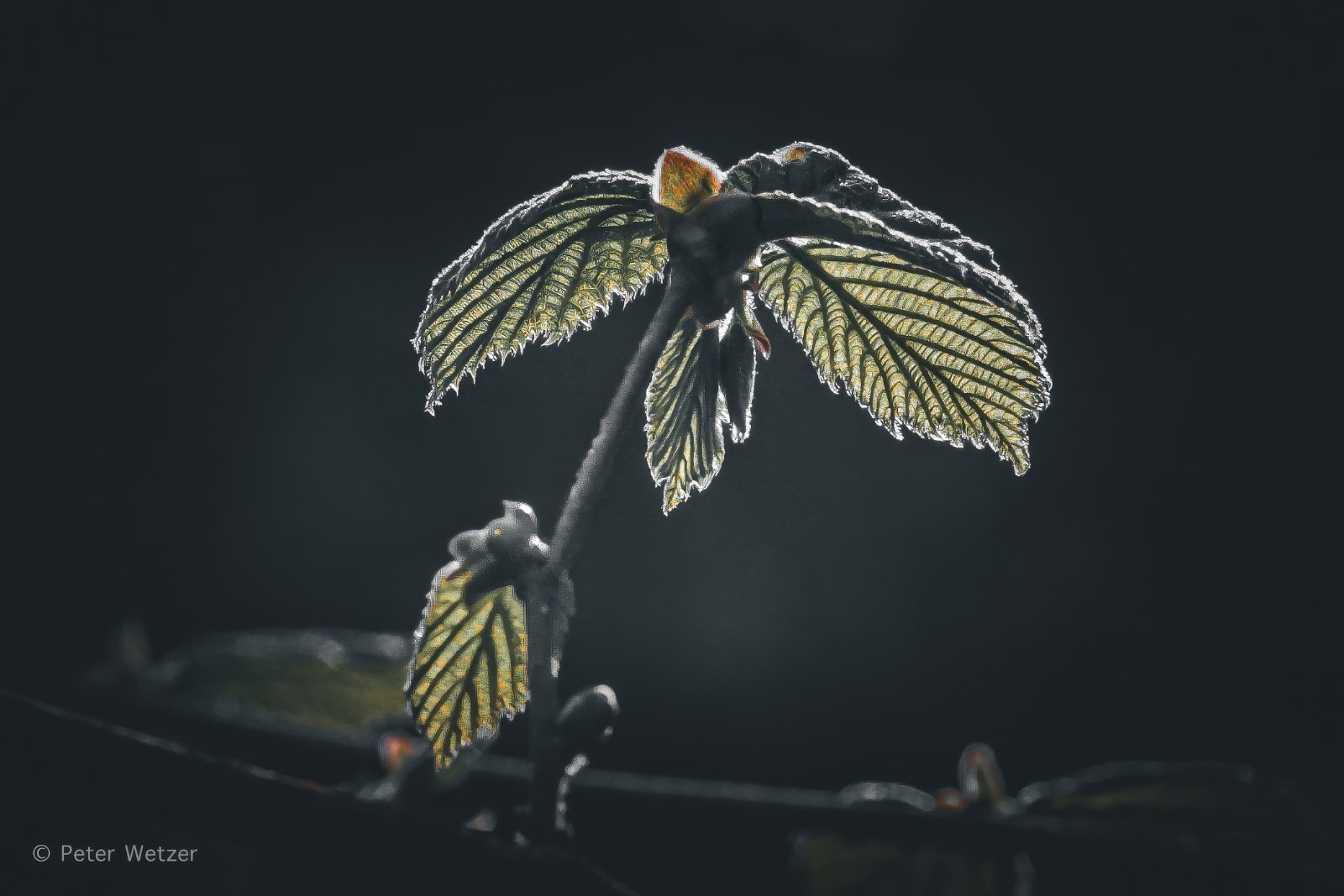 08-04-2026 Natuurgebied Dierdonk