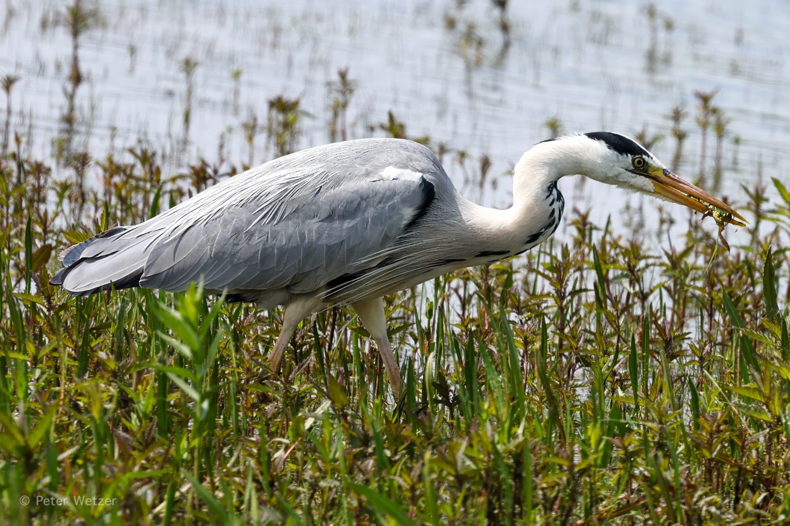 10-05-2026 Natuurgebied De Banen, Nederweert – Eind