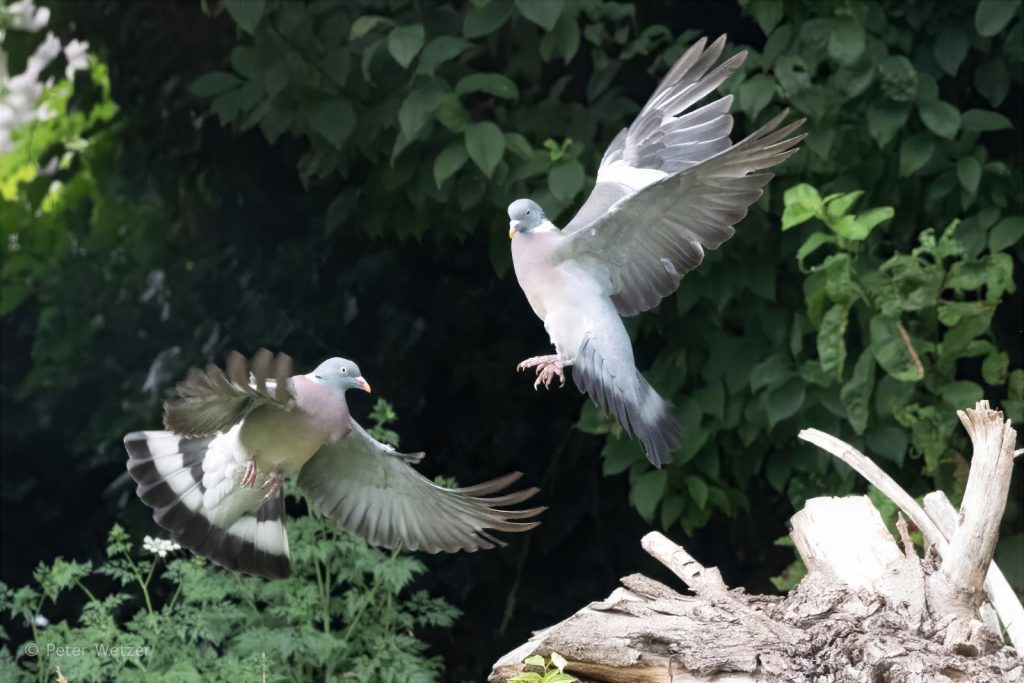 PW1E1A5234_Wonder 3
