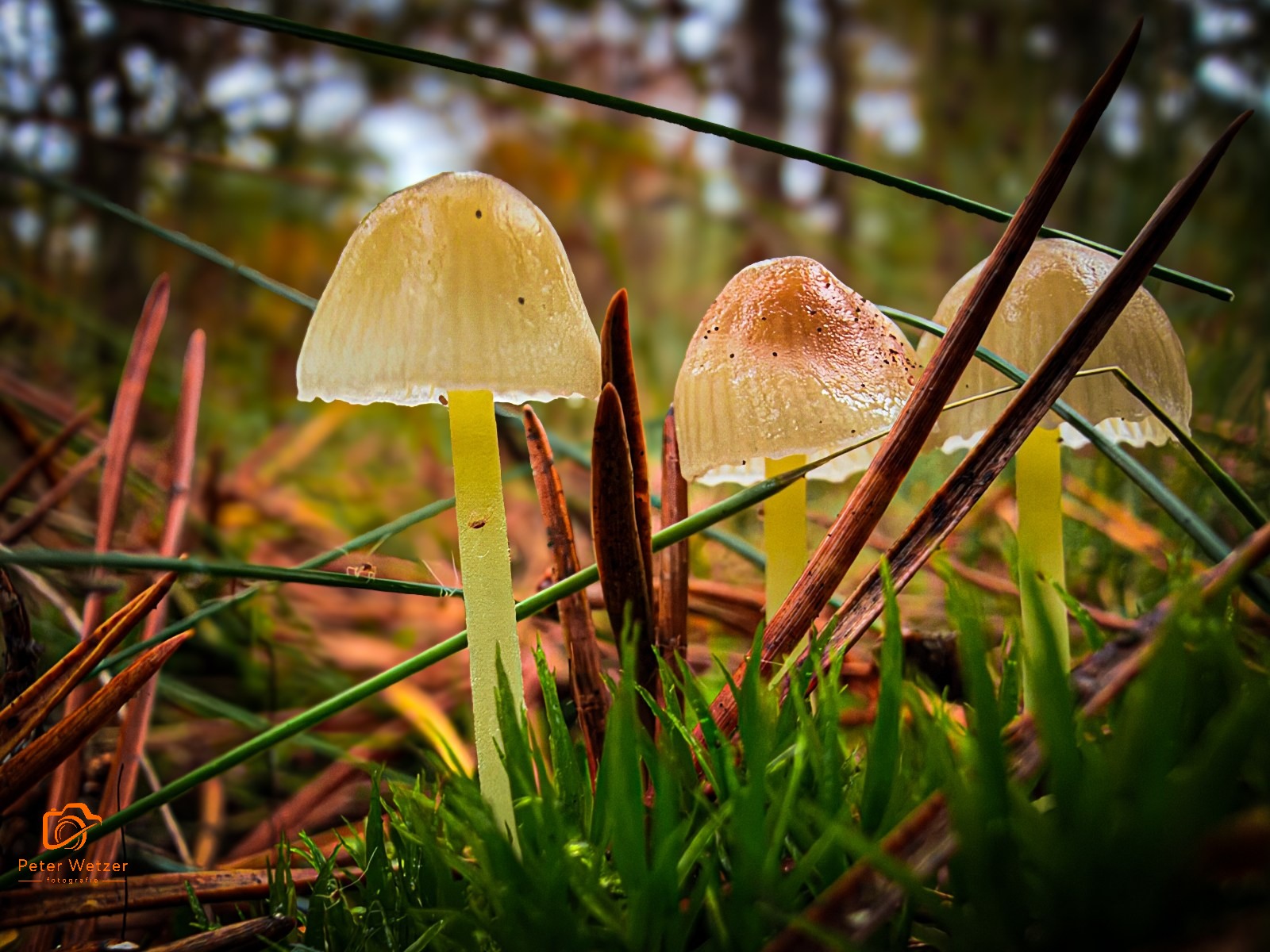 18-10-2026 Paddestoelen in ’t bos